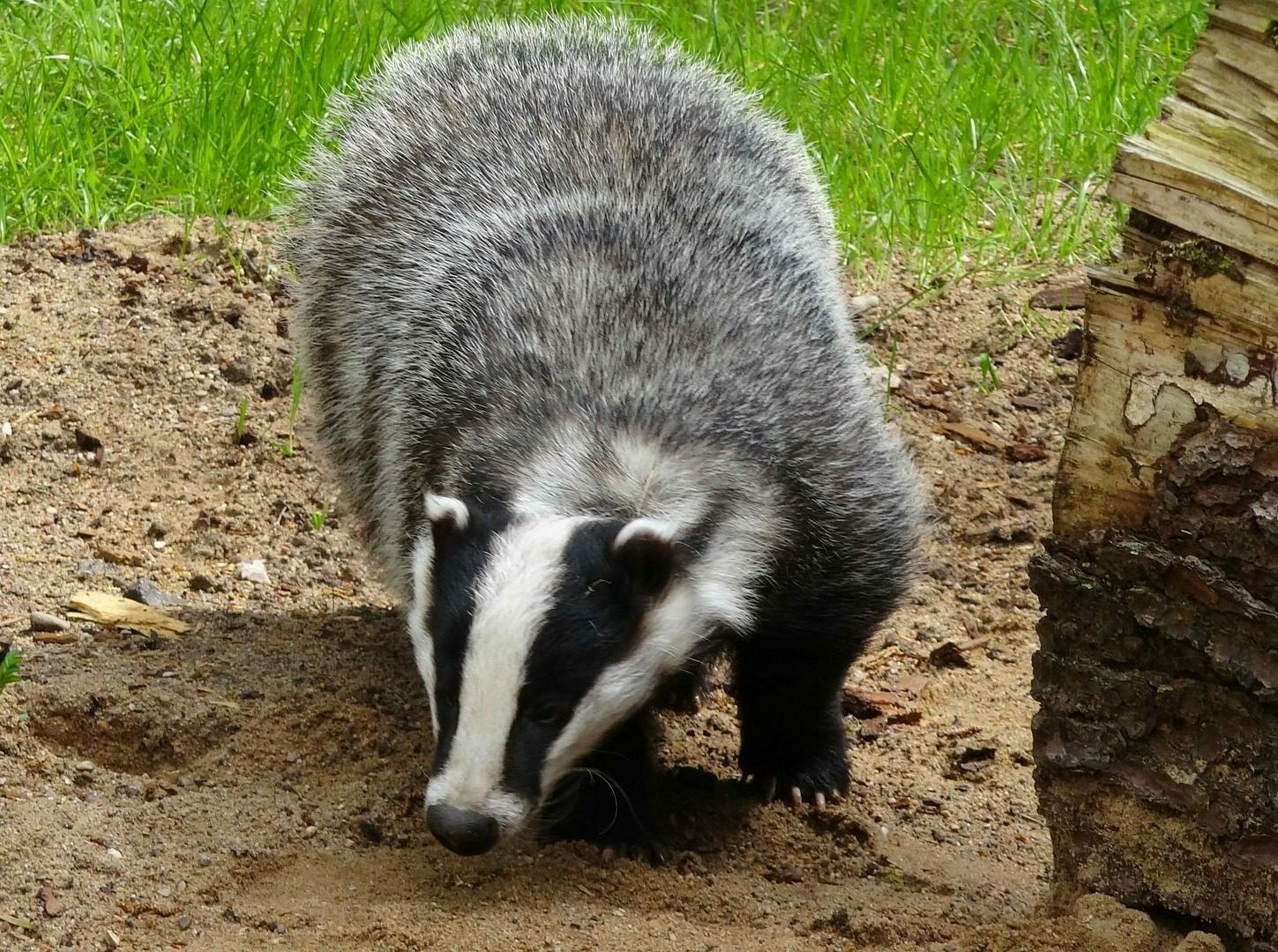 cropped-cropped-cropped-badger-44210_1920-5-1.jpg