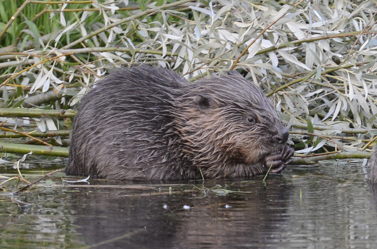 illustration castor dans l'eau