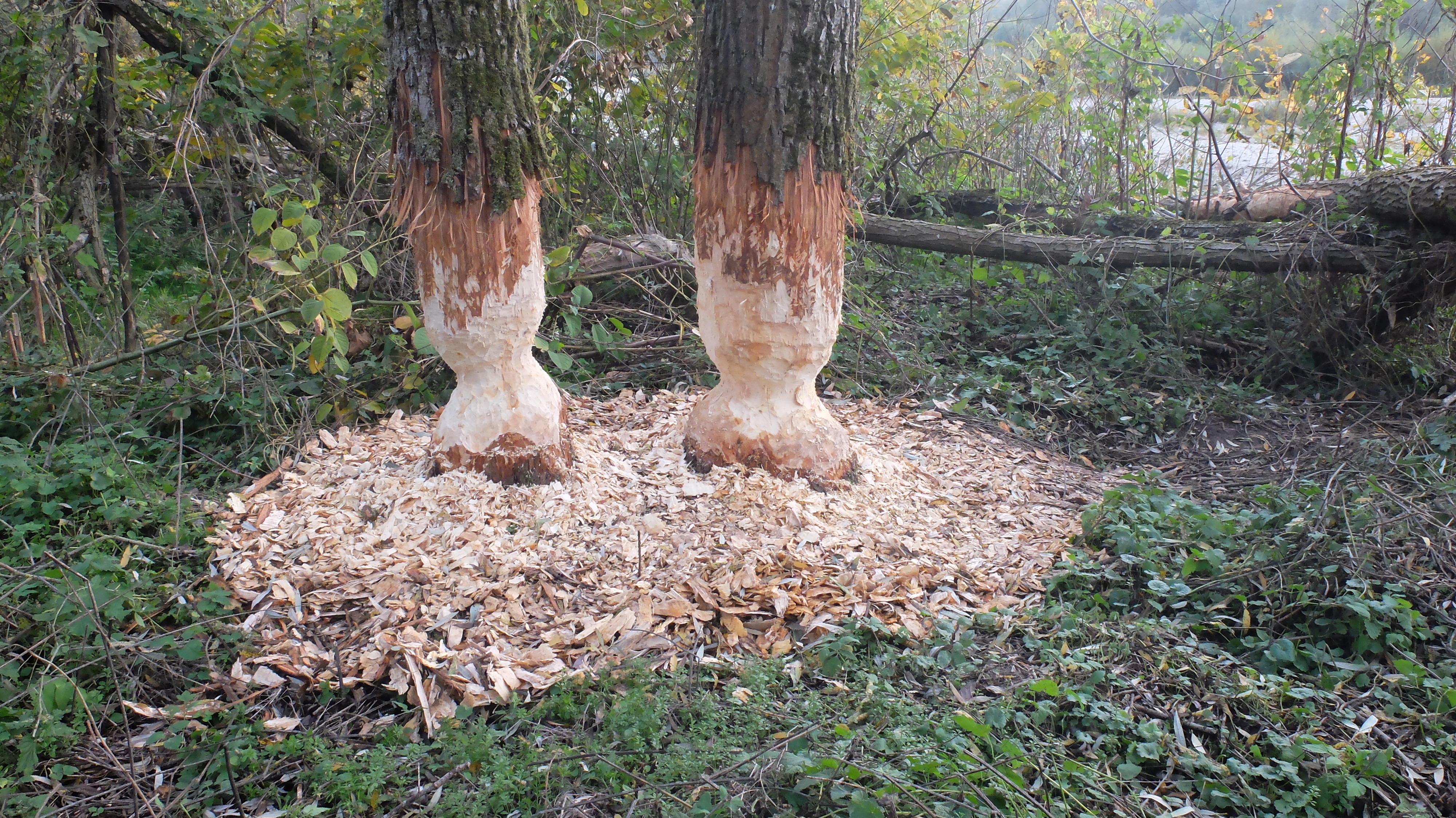 illustration arbre rongé crédit photo: dénis ablitzer