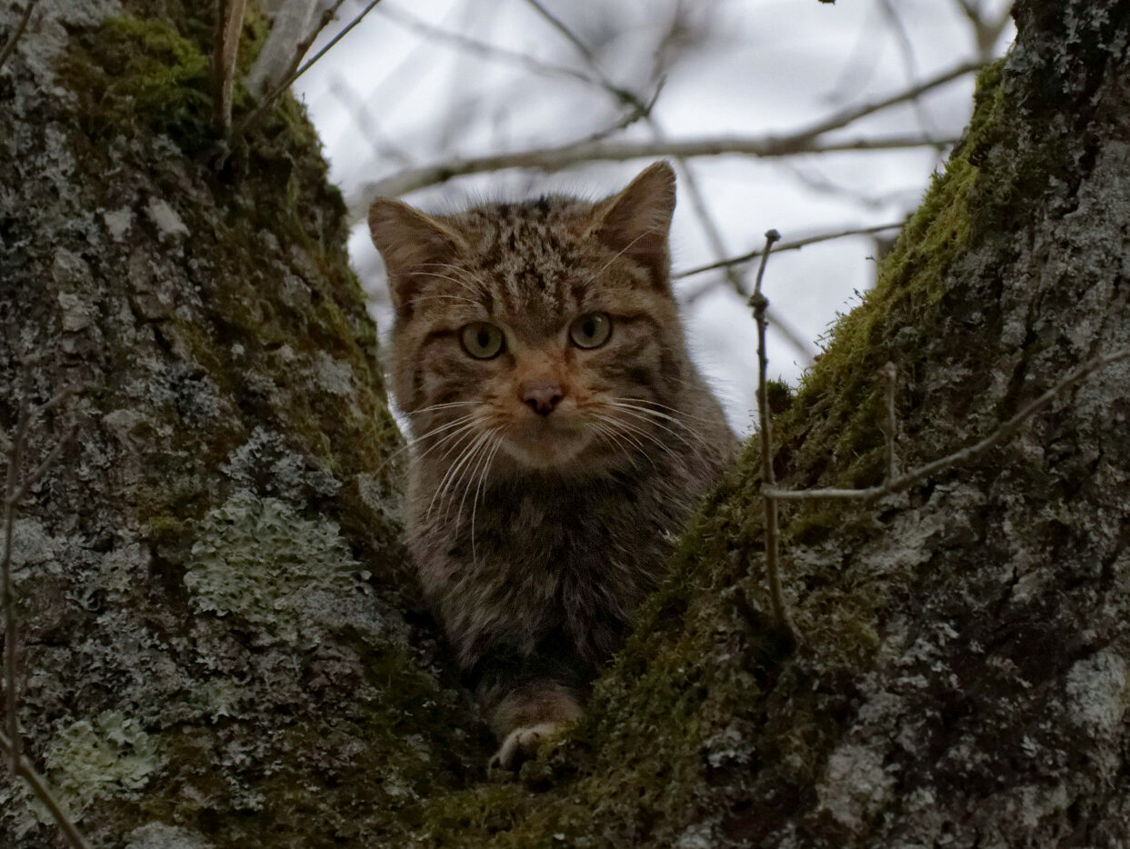 cropped-Chat-forestier2-Etang-du-Neuf-Moulin-Sanzey-03.18_DxO_MFauve-1.jpg