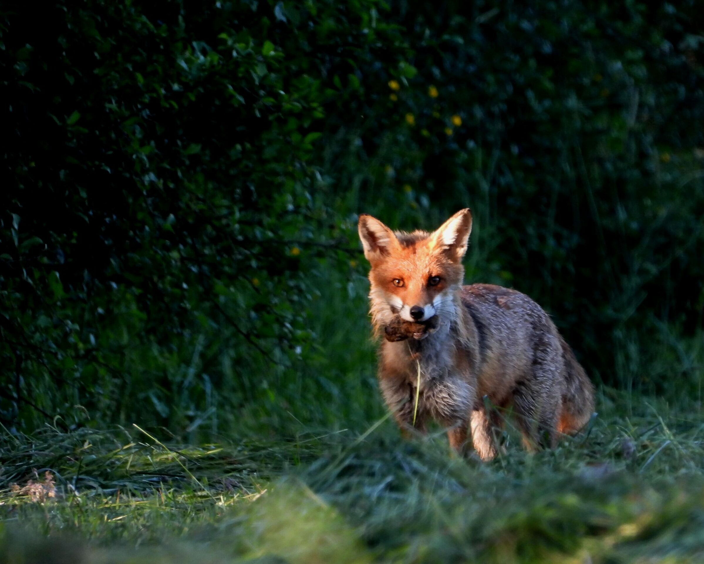 renard 2