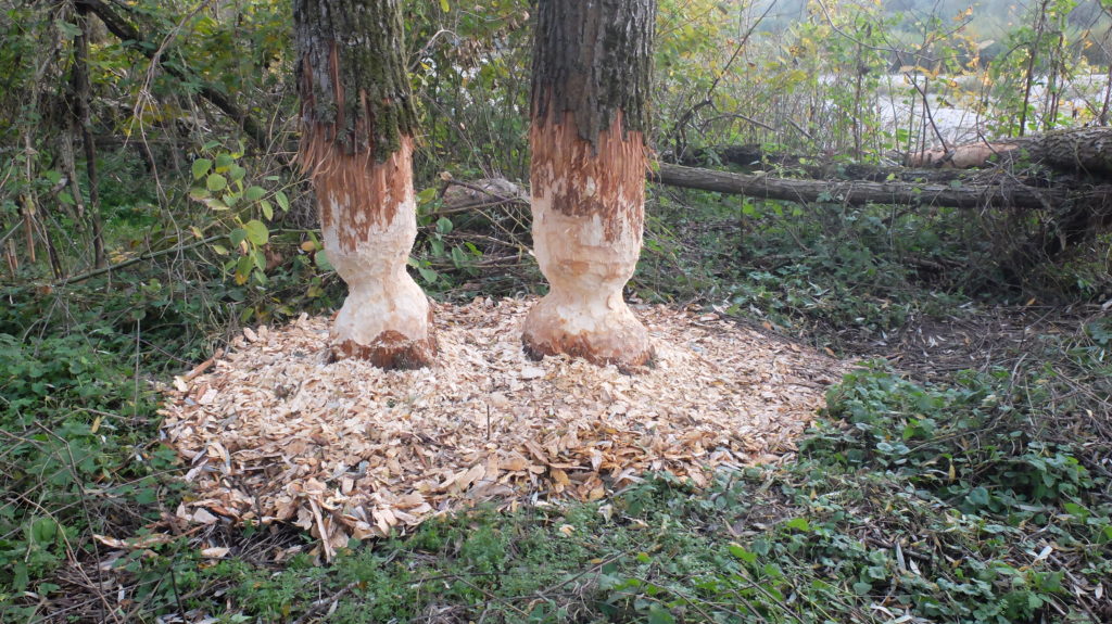illustration arbre rongé crédit photo: dénis ablitzer